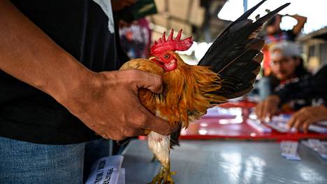 Omistaja valmistelee kanaansa ennen kanojen kauneuskilpailua Malesiassa toukokuussa. 