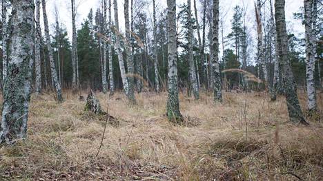 Löydätkö kuvasta tarkka-ampujaparin? Tämä Ilta-Sanomien piilokuva julkaistiin ensimmäisen kerran 26.11.2015.