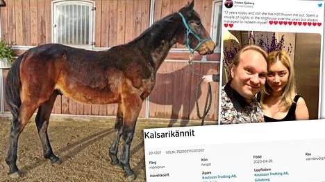 Kalsarikännit taipui miljonäärin omistaman hevosen nimeksi - Ravit -  Ilta-Sanomat