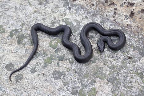 Ei musta kyy, vaan musta rantakäärme: päälaella isoja ”mannerlaattamaisia” suomuja.