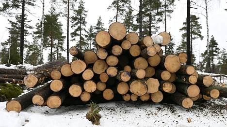 Suomen metsien kasvu on alentunut kahden viimeisimmän mittausjakson välillä yhteensä 4,5 miljoonaa kuutiometriä.