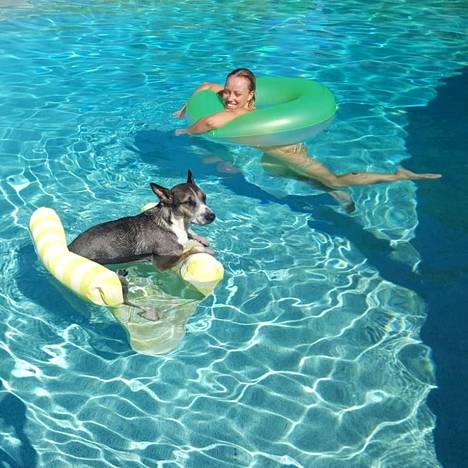 Sheba ja Anna yrittivät hakea viilennystä uima-altaasta, vaikkakin nyt myös sen vesi on liian lämmintä virkistäytymiseen.