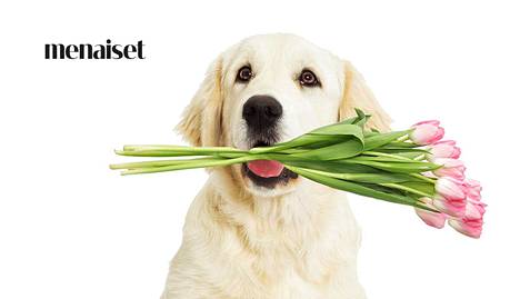 Haukkasiko koira tulppaania? 10 kotien suosikkikasvia, jotka ovat  vaarallisia lemmikeille - Asuminen - Ilta-Sanomat