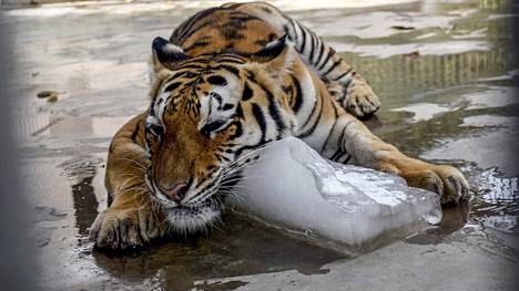Bangladeshin poliisi ampui kovilla uhanalaisten tiikerien salametsästäjiksi  epäiltyjä – kuusi kuoli ammuskelussa - Ulkomaat - Ilta-Sanomat
