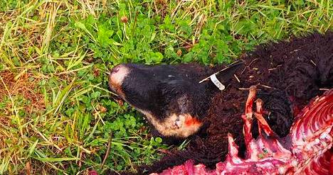 Yksi karitsoista oli syöty kauttaaltaan, yhdeksän muuta tapettu.