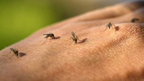 Hyönteistutkija Reima Leinonen kertoo, että hyttysten aistit ovat hyvin eri maailmasta kuin ihmisen. 