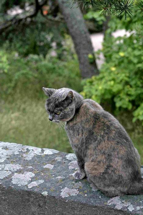 Tarja Halosen Rontti-kissa eli 18-vuotiaaksi.