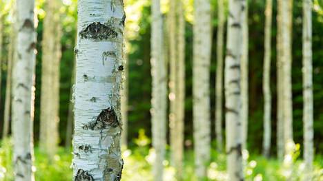 Tunnistatko kaikki Suomen puut? Katso 14 kuvaa ja tee testi, jonka tulos  voi vetää nöyräksi - Vapaalla - Ilta-Sanomat