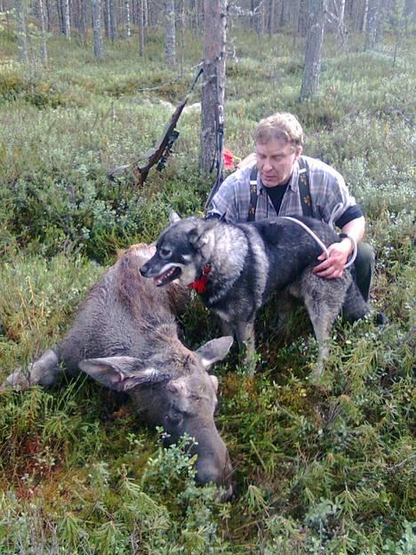 Seppo Kyllönen toisen koiransa kanssa hirvimetsällä.