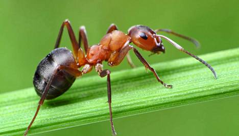 Kiusaavatko muurahaiset? Kokeile näitä yllättäviä keinoja - Asuminen -  Ilta-Sanomat