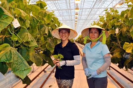 Tran Thi Huu Chi (vas.) ja Tran Thi Huu Suong hoitavat kurkuntaimia närpiöläisellä kasvihuoneella.