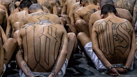 Väkivaltaisuuksiin kyllästyneiden kansalaisten keskuudessa presidentin toimet ovat olleet suosittuja. Kuvassa vankeja, joiden selkään on tatuoitu MS-13-jengin nimi.