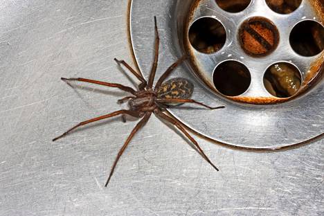 Lymyileekö sinunkin kodissasi ”jättimäinen” hämähäkki? Yleistyvä laji  hämmentää suomalaisia: ”Niitä voi olla käytännössä kaikkialla” - Asuminen -  Ilta-Sanomat
