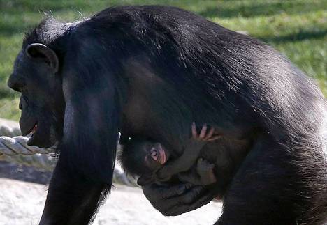 Simpanssi poikasensa kanssa Tarongan eläintarhassa Sydenyssä.