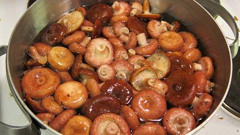 Asiantuntija lyttää perinteen: Jos suolaat sieniä, käytät sieniä väärin -  Ruokauutiset - Ilta-Sanomat