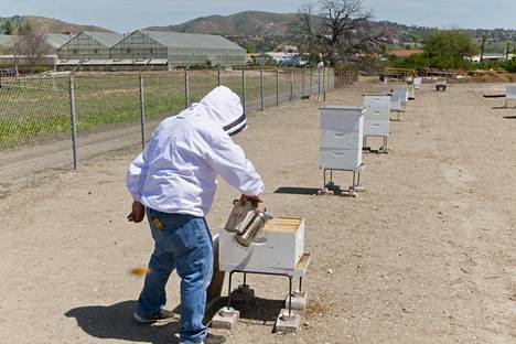 Mark Haag kentällä, jossa Cal Poly Pomonan mehiläispesiä pidetään.