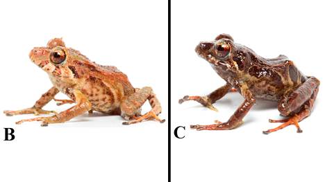 Löydetyt kuusi sammakkolajia kuuluvat Pristimantis-sukuun. Kuvassa kaksi värivariaatiota.