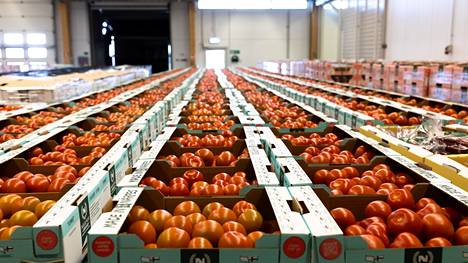 Maataloustukia jaettiin muun muassa tomaattien kasvihuoneviljelyyn.