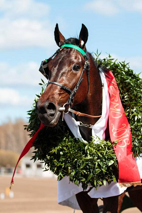 Tamperelainen Erkki-Pekka sanoo omistavansa kuuden miljoonan dollarin  hevosen – hoivaa kuin parisuhdettaan - Ravit - Ilta-Sanomat