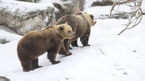 Korkeasaaren eläintarhan karhut heräilivät talviuniltaan helmikuussa.