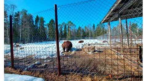 Pohjois-Suomen avi: Kuusamon suurpetokeskus ei ole järjestänyt kaikille  eläimille asianmukaista terveystarkastusta - Kotimaa - Ilta-Sanomat