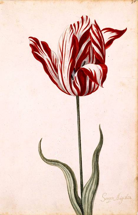 Semper Augustus oli tulppaanimanian kallein kukka. Sen hinnalla olisi voinut ostaa hulppean talon Amsterdamin keskustasta.