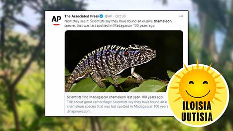 Scientists find Madagascar chameleon last seen 100 years ago