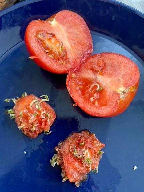 Tomaatti oli päättänyt alkaa lisääntyä itsekseen.
