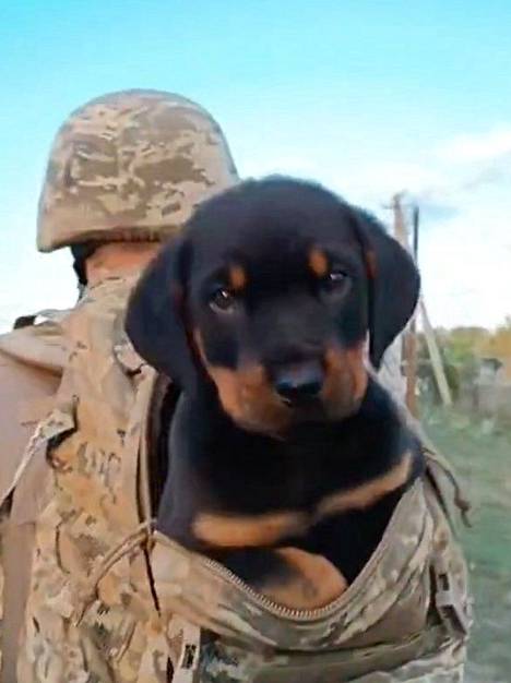 Hersonin alueelta pelastettu koiranpentu ukrainalaissotilaan olalla.