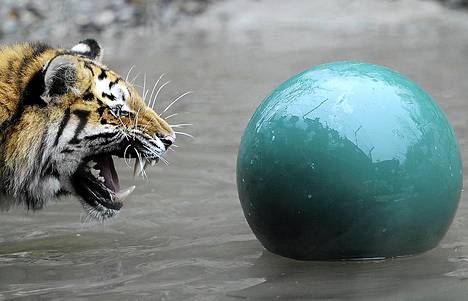 Siperiantiikeri pelaa pallon kanssa Zürichin eläintarhassa.
