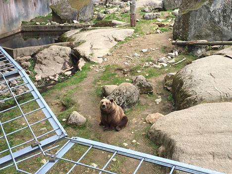 Ähtärin eläinpuiston karhut saavat kohta uutta ihmeteltävää.