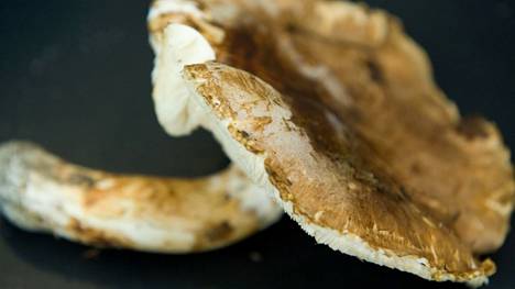 Matsutake on kookas, voimakkaan tuoksuinen sieni, jota esiintyy männyn seuralaisena koko Suomessa, Arktiset aromit -sivusto kuvailee. Sivustolla kerrotaan, että lajia kutsutaan myös männyntuoksu-valmuskaksi. Lakin väri vaihtelee tummanruskeasta vaaleanruskeaan.
