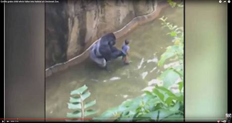 Videon kuvaajan mukaan katselijoiden reaktiot villitsivät gorillan.