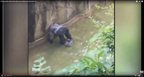 180 kilon painoinen gorilla aiheutti eläintarhan mukaan lapselle välittömän uhan.