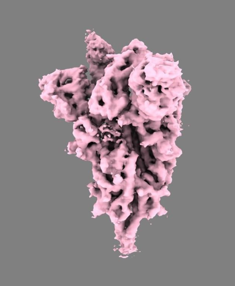 Supertietokoneen avulla luotu havainnekuva uuden koronaviruksen piikkiproteiinista. Virus käyttää piikkiproteiinia avaimena, jonka avulla se pääsee soluun sisään.