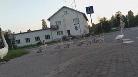 Honkosen mukaan lintuja suojelevat vievät tien varteen kesäisin oikeaa liikennemerkkiä muistuttavan kyltin, joka varoittaa tiellä liikkuvista joutsenista.