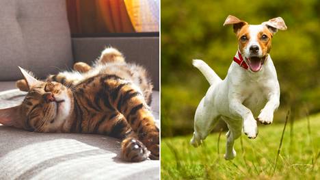 Jos on pakko valita, kumpaan jengiin sinä kuulut: kissa- vai koiraihmisiin?