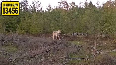 Metsätöissä ollut Juha Sirkkala sai seuraa petoeläimestä.