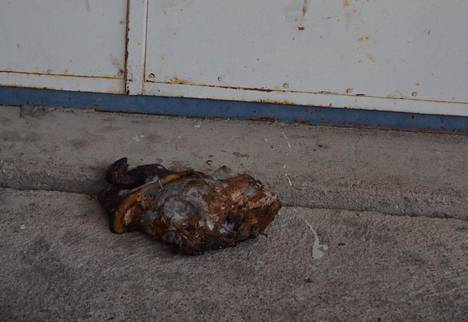 Kalajokilaakso-lehden toimituksen ovelta löytyi aamulla sian pää.
