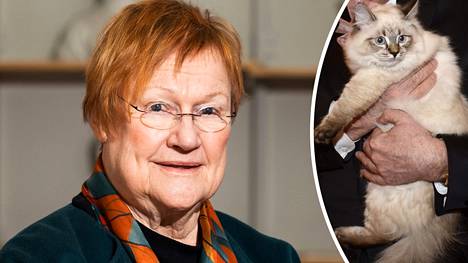 Presidentti Tarja Halosen kissa Meggi nappasi suuhunsa emäntänsä kuulolaitteen.