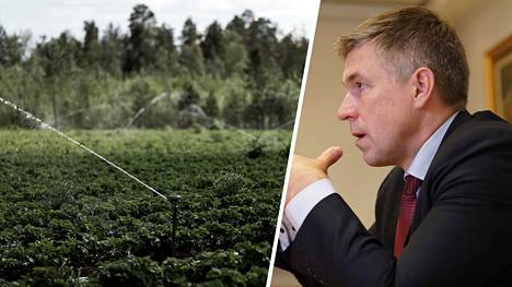 Maa- ja metsätaloustuottajain Keskusliitto MTK:n puheenjohtaja Juha Marttila perää hallitukselta nopeita toimia maatalouden kausityövoiman turvaamiseksi.