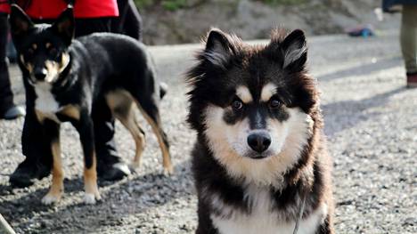 Suomenlapinkoira pääsi kolaripaikalta karkuun ja löytyi viikon kuluttua. Kuvan koira ei liity tapaukseen.