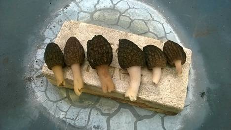 Intohimoinen sienestäjä paljastaa täydellisen sienivoileipäreseptinsä -  vain kolme raaka-ainetta! - Ajankohtaista - Ilta-Sanomat