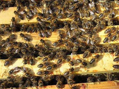 Ensimmäiset Pohjolan tummat mehiläiset tuotiin Suomeen tiettävästi jo 1750-luvulla, mutta ne eivät selvinneet Suomen kylmistä talvista.