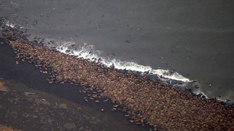 Syksyllä 2014 Alaskan Point Layhin kerääntyi merijään puutteen vuoksi arviolta 35 000 mursua.