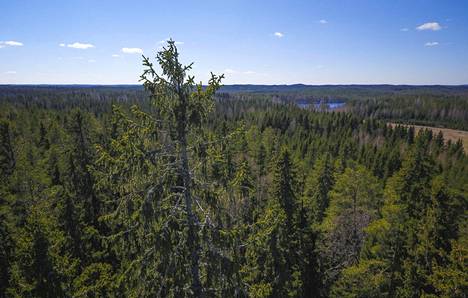 Joki, kivi, soutaminen, sinä... Nämä ovat suomen kielen vanhimmat sanat -  Suomi 100 - Ilta-Sanomat