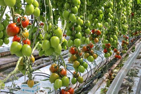 Kasvihuoneissa tomaatteja viljeleville sähkölaskut voivat lohkaista suuren loven.