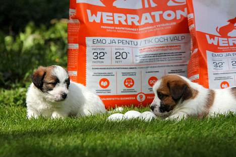Kotimainen koirien kuivaruuan valmistaja Rovio Pet Foods käyttää tuoretta kananmunaa Werraton-koiranruuan raaka-aineena enemmän kuin kukaan muu maailmassa.