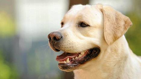 Labradorinnoutaja on tottelevainen ja lapsirakas.
