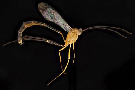 Creagura allpahuaya -loispistiäinen. Loisii paksupääperhosten toukissa Perun Amazoniassa. 